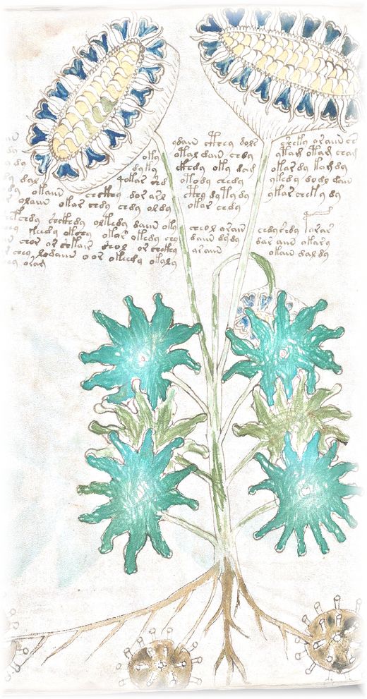 A plant with two large flower heads, from the herbal section of the Voynich manuscript