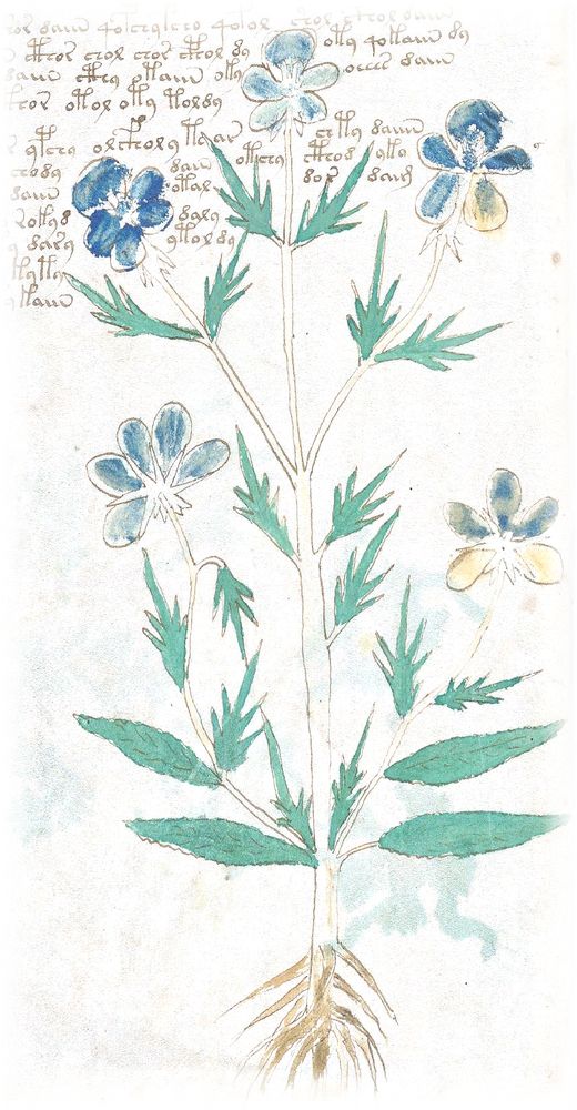A plant with blue flowers, from the herbal section of the Voynich manuscript